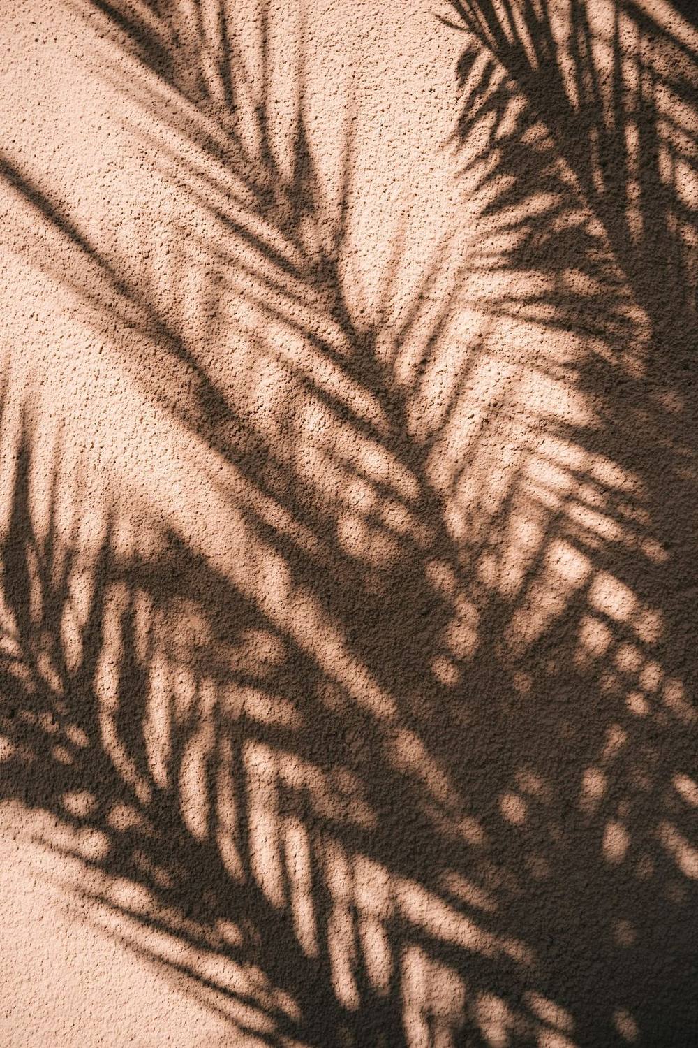 Palm shadow falling across warm bronzed skin