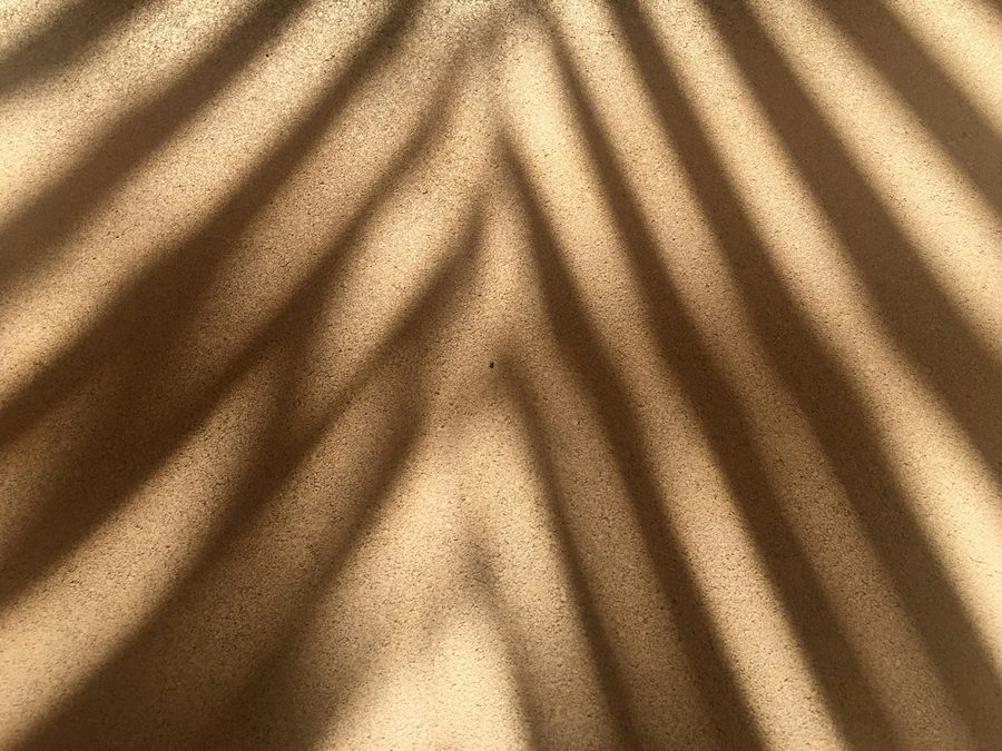 Palm frond shadow across a warm cream wall